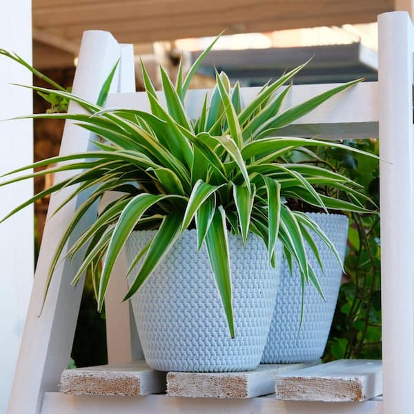 national PLANT NETWORK 4 in. Chlorophytum Variegated Irish Spider Plant in  Grower Containers (3-Pack) HD2298 - The Home Depot
