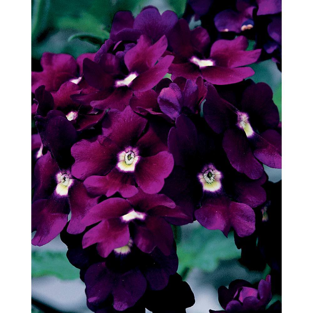 Proven Winners 4 Pack 4 25 In Grande Lanai Royal Purple With Eye Verbena Live Plant Purple Flowers Verprs The Home Depot