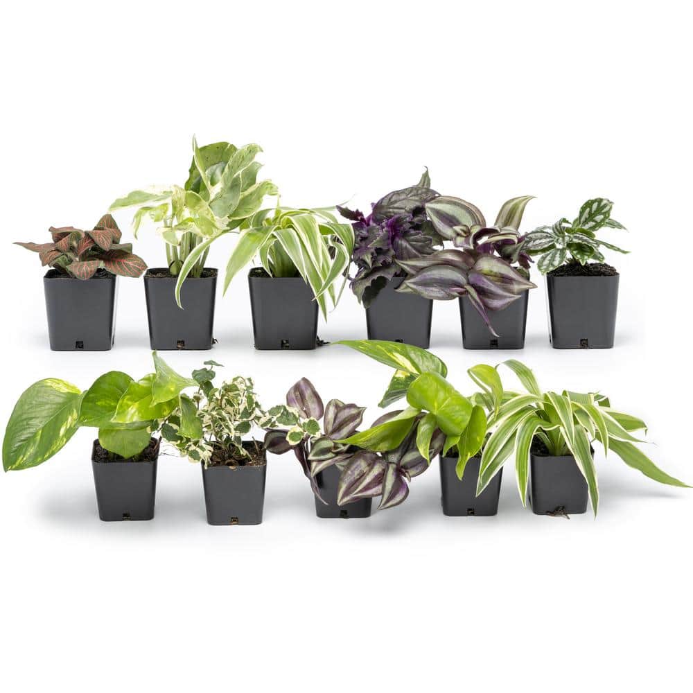 Buy Indoor Plants Online at Best Price - Get Free Home Delivery