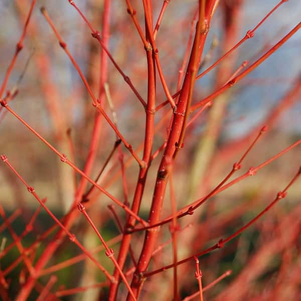 1 gal. Sango Kaku Deciduous Japanese Maple Tree MAPJSA01GH - The