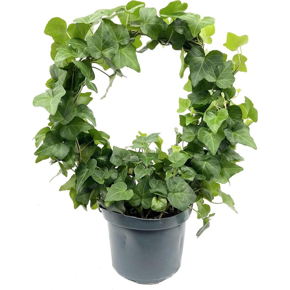 English Ivy Hoop-Live Plant in a 6 in. Pot-Hedera Helix-Easy Care Indoor Air Purifying Topiary Houseplant Vine price history on PriceWatchPro