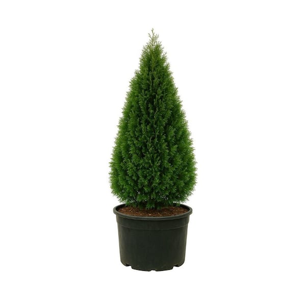 30 Gal. Green Giant Arborvitae Live Tree 07250130 - The Home Depot