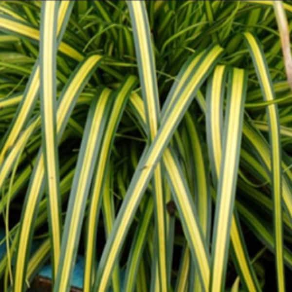 SOUTHERN LIVING 2.5 Qt. Evercolor Eversheen Carex (Sedge Grass