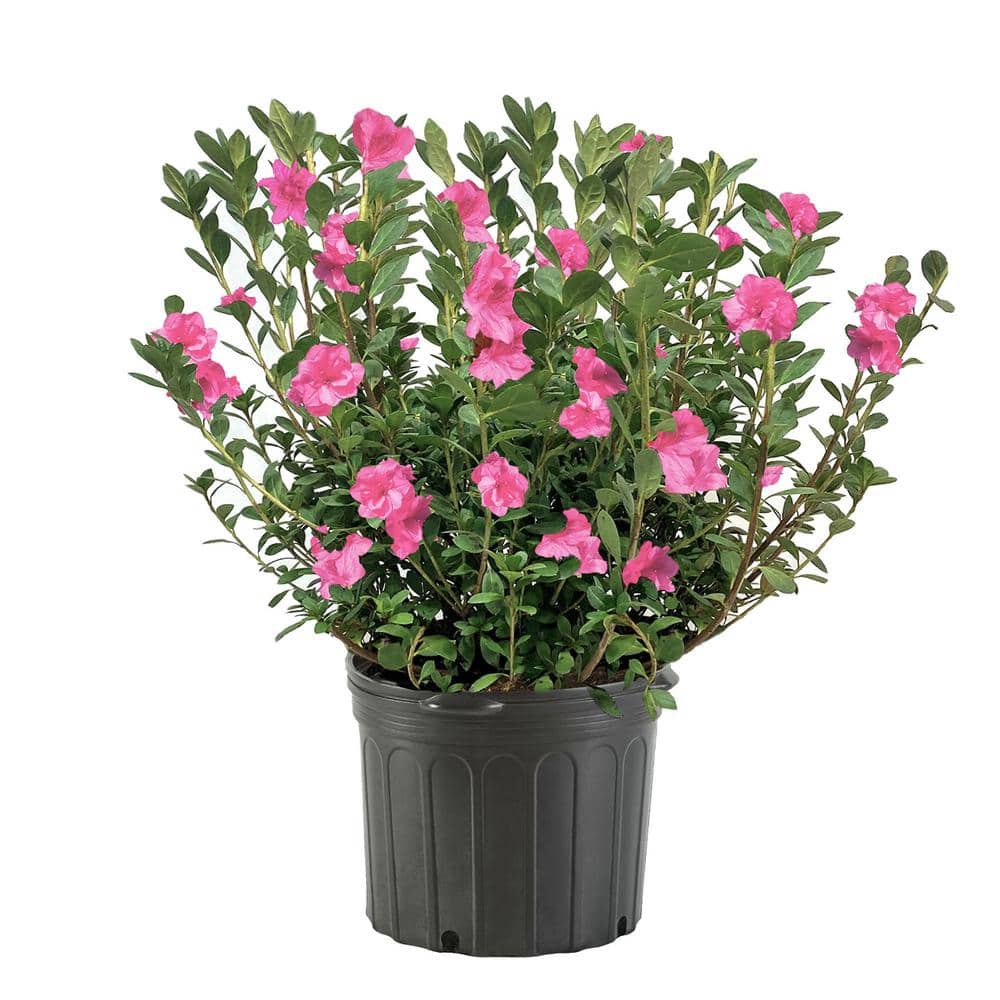 1 Gal. Herbert Azalea Shrub with Large Vibrant Magenta Blooms and Green Fol