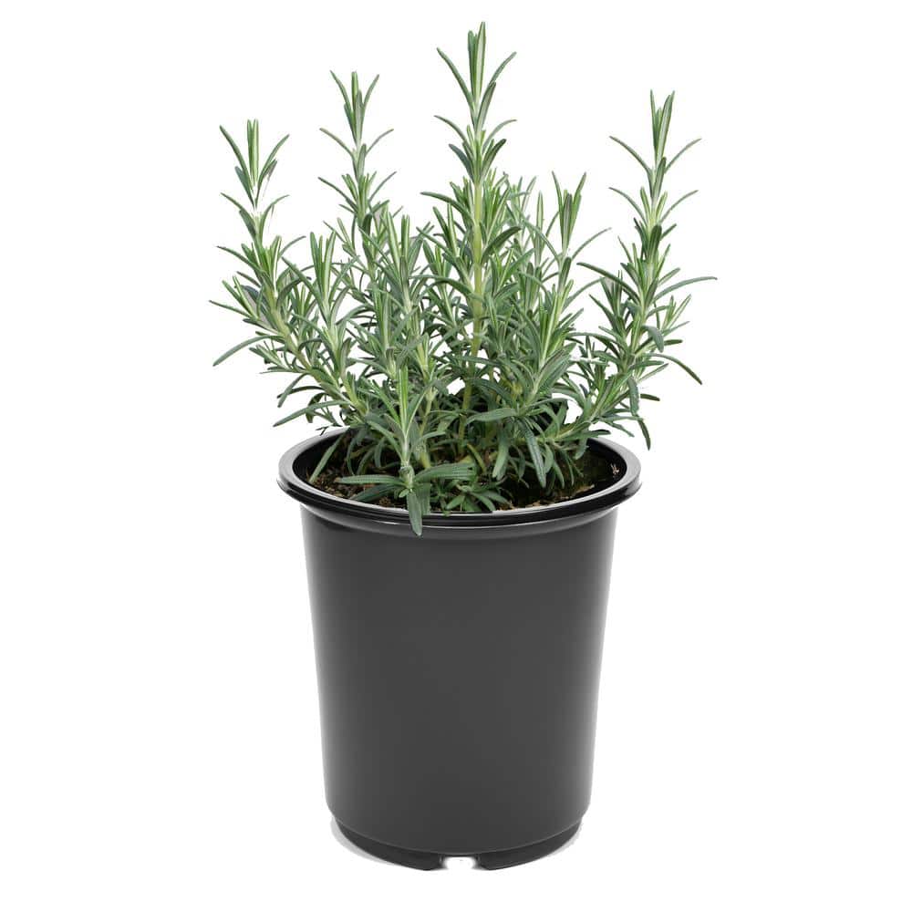 Perennial Rosemary Officinalis 2.5 Qt.