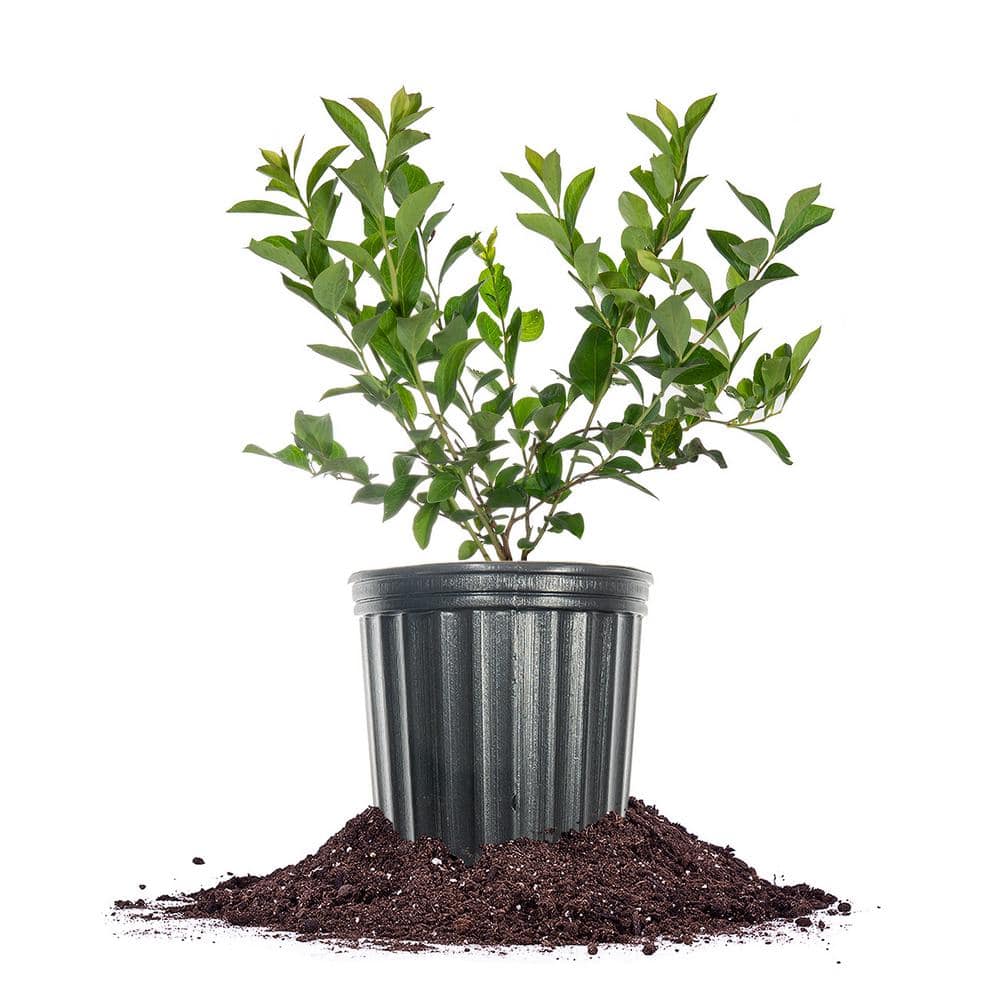 Premier Blueberry Shrub in 1 Gal. Growers Pot