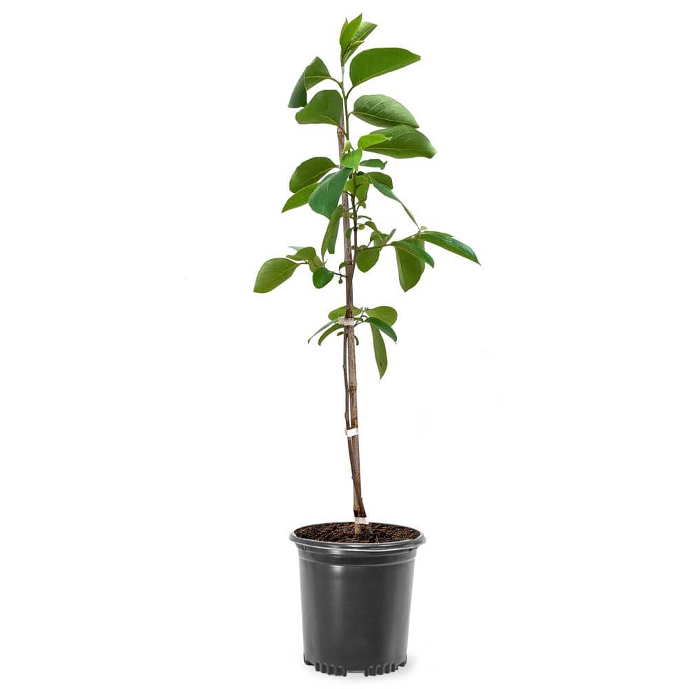 #1 Pot Fuyugaki Persimmon Tree