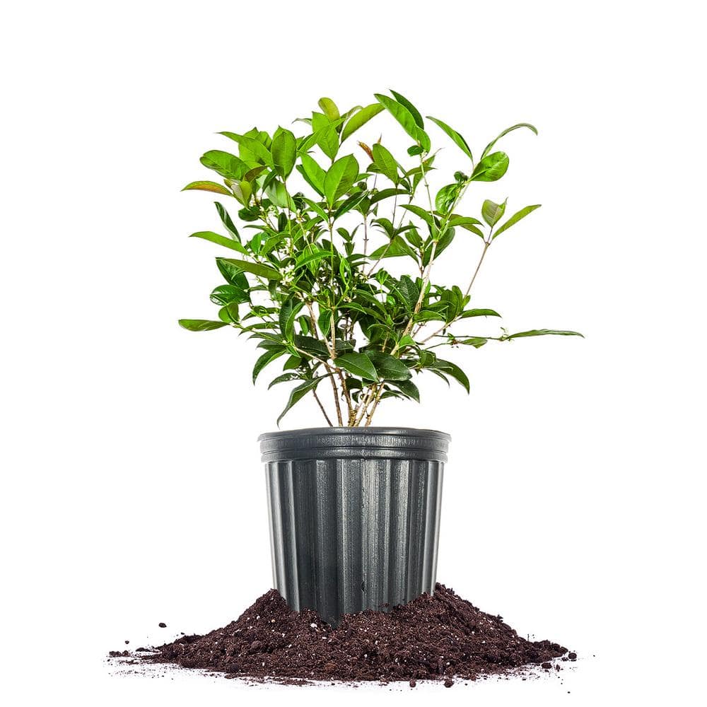 Evergreen Tea Olive Shrub in 1 Gal. Growers Pot