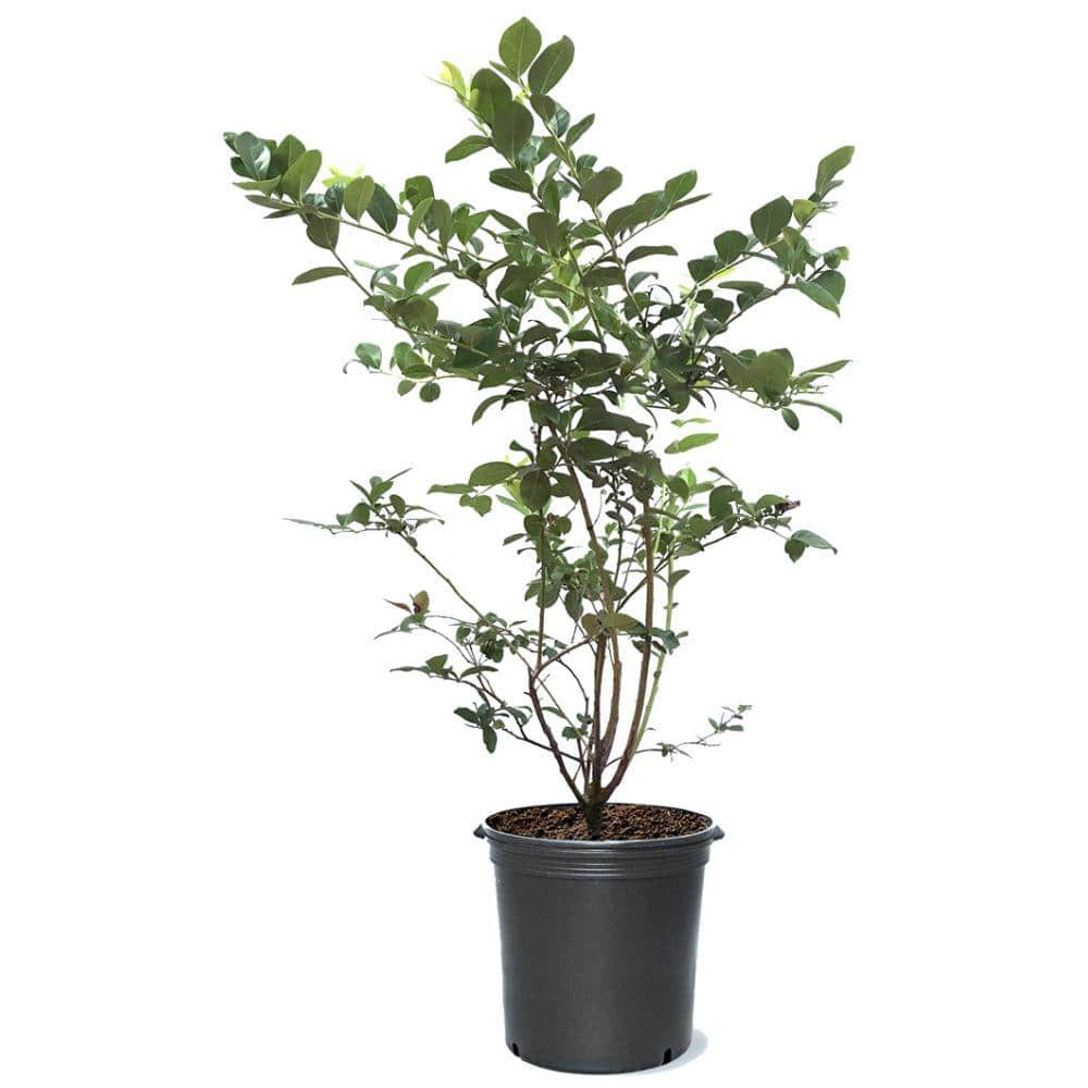 1 Gal. Premier Rabbiteye Blueberry Plant BLUPRE01G - The Home Depot