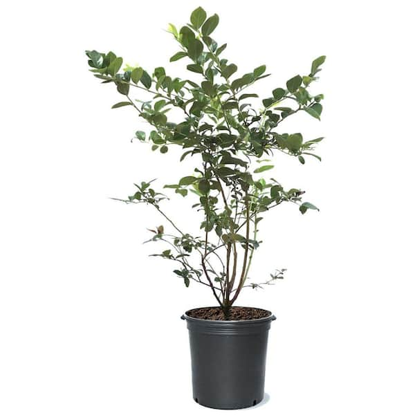 Unbranded 1 Gal. Premier Rabbiteye Blueberry Plant