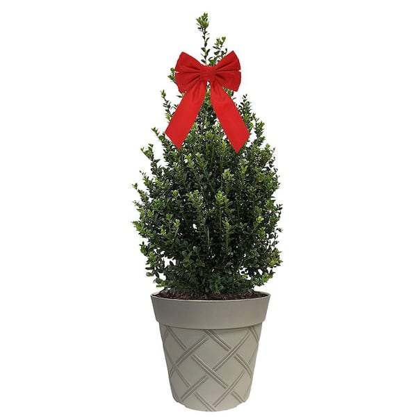 3 Gal. Holly Cone Evergreen Holiday Shrub in Decorative White Pot with Bow