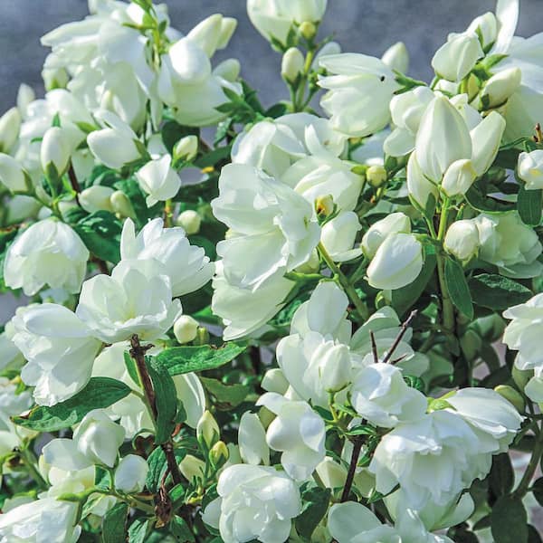 4 in. Pot Snowbelle Mockorange (Philadelphus) Live Deciduous Plant with White Flowering Shrub