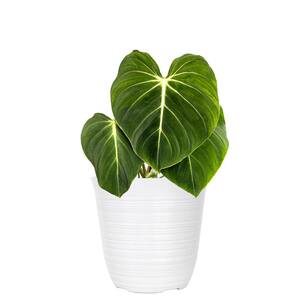 Live Philodendron Gloriosum Exotic Tropical Houseplant in 6 in. White Decor Pot