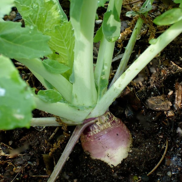 6PK Rutabaga