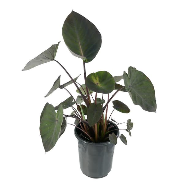 2 QT. Alocasia Annual Plant