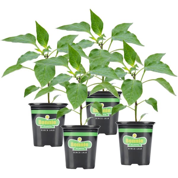 Bonnie Plants 19 oz. Sweet N Heat Garden Pepper Plants (4-Pack)-Hot Jalapeno, Sweet Green Bell, Sweet Banana, Hot Habanero