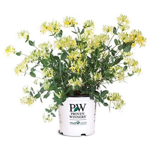 PROVEN WINNERS 2 Gal. Scentsation Honeysuckle, Live Plant with Yellow White Flowers, Zone 4-9 (1-Pack)