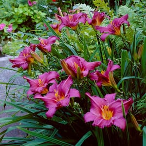 Daylilies Summer Wine (Set of 5 Roots)