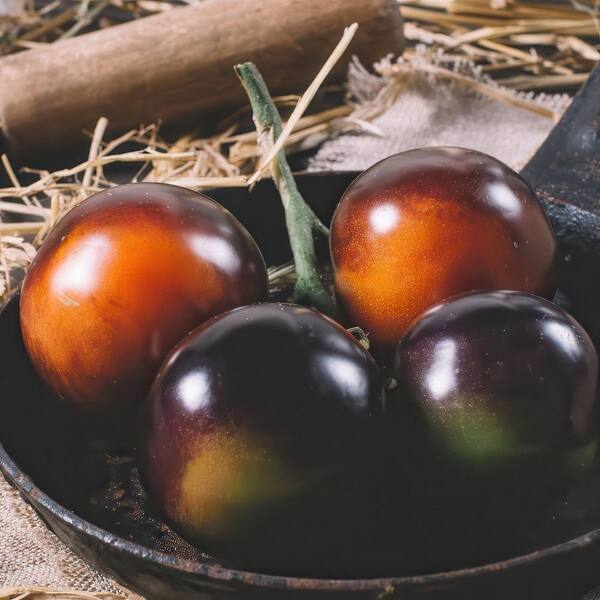 national PLANT NETWORK 2.5 in. Tomato Midnight Snack Plant 3-Piece