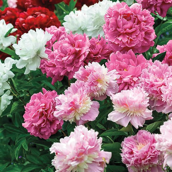 Spring Hill Nurseries Multi-color Double Flowering Peony Dormant