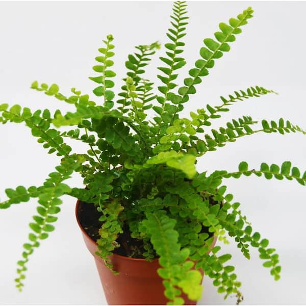 Wekiva Foliage Lemon Button Fern-3 Live Starter Plants in 2 Inch Pots-Nephrolepis Cordifolia 'Duffii'-Ferns from Florida