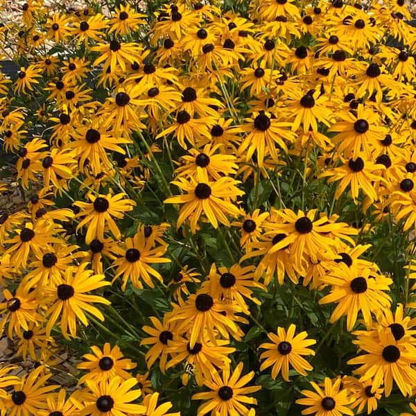 0.65 Gal. Mega Millions Black-Eyed Susan (Rudbeckia Fulgida) Live Perennial Plant with Yellow Flowers