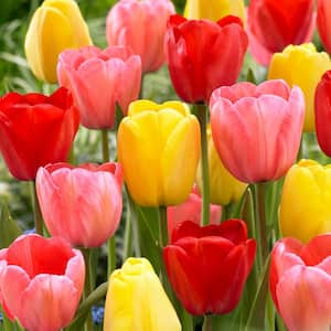 12/+ cm Darwin Hybrid Mixed Tulip Flower Bulbs (Bag of 50)