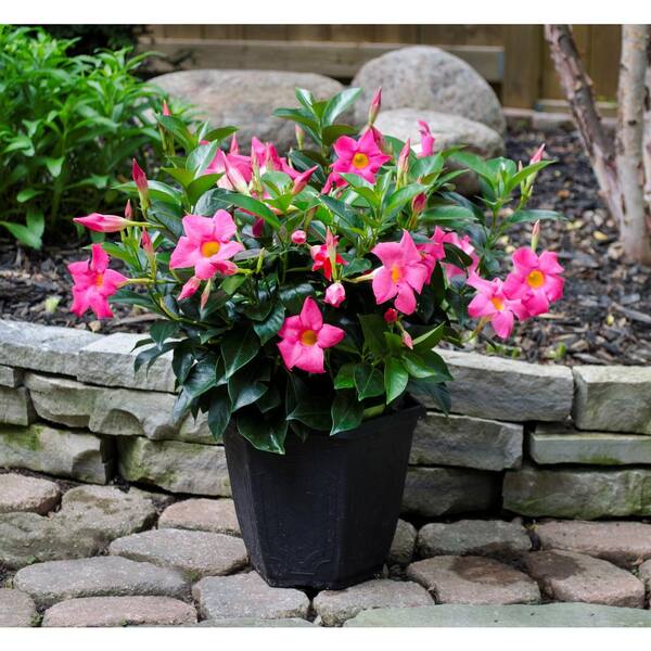 best potting soil for indoor plants 8L Philodendron Soilless Potting Mix for Houseplants main image 0