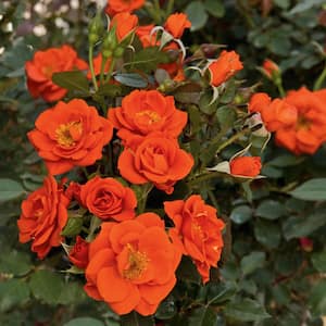 All A'Twitter Miniature Rose, Dormant Bare Root Plant with Orange Flowers (1-Pack)
