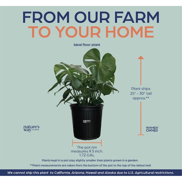 2 Gal. Live Philodendron Monstera Deliciosa Plant in Growers Pot 1002968856  - The Home Depot