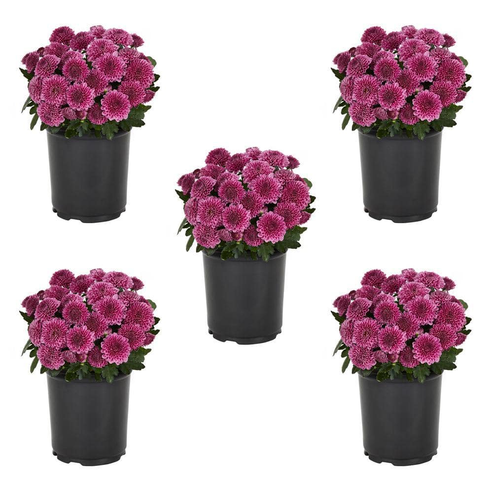 1.5 PT. Purple Mum Chrysanthemum Perennial Plant (5-Pack) price history on PriceWatchPro