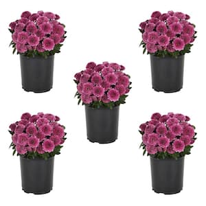 1.5 PT. Purple Mum Chrysanthemum Perennial Plant (5-Pack)