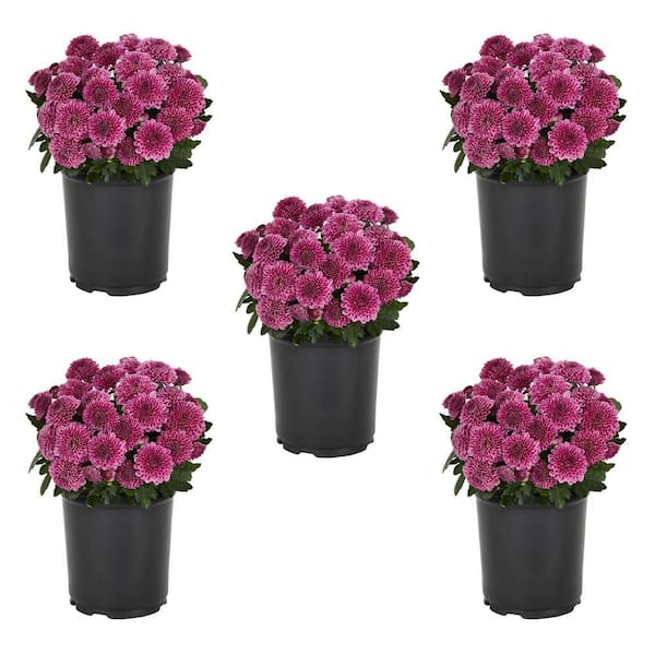 METROLINA GREENHOUSES 1.5 PT. Purple Mum Chrysanthemum Perennial Plant (5-Pack)