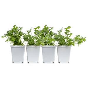 4 in. Green Cilantro Plant (4-Pack)