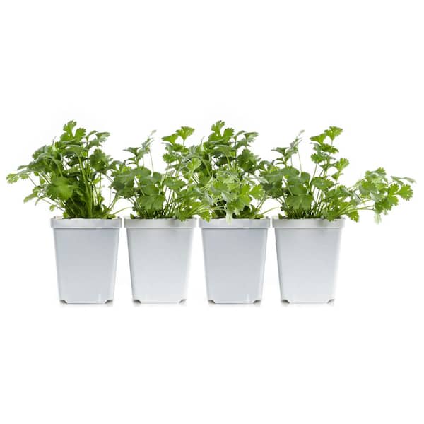 PLANTS BY POST 4 in. Green Cilantro Plant (4-Pack)