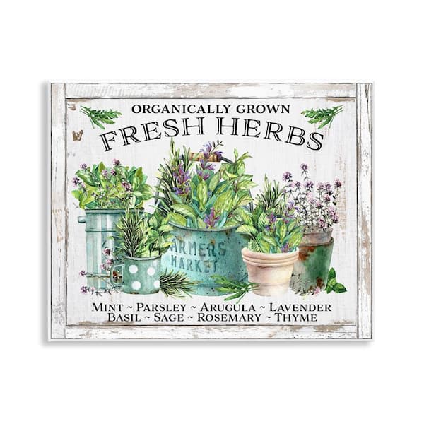 Organic Fresh Herbs by Creatif Belle Unframed Nature Graphic Art Print 11 in. x 14 in.