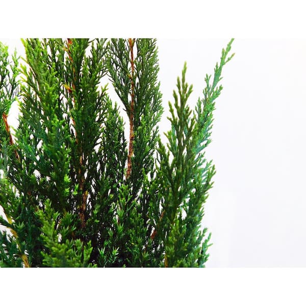 2 25 Gal Blue Point Juniper Plant With Blue Green Foliage 13821 The Home Depot