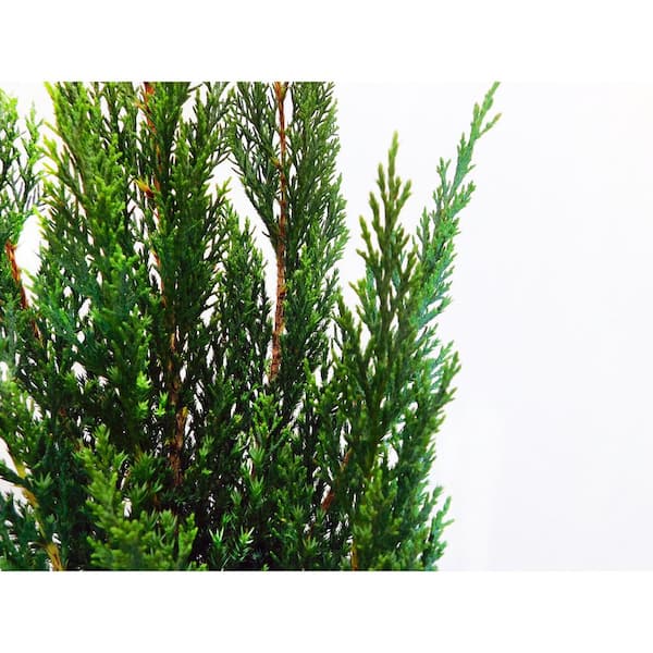 Are Juniper Bushes Safe For Dogs