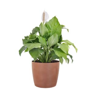 Peace Lily Plant Live Spathiphyllum Indoor Outdoor Plant in 10 in. Premium Ecopots Terracotta