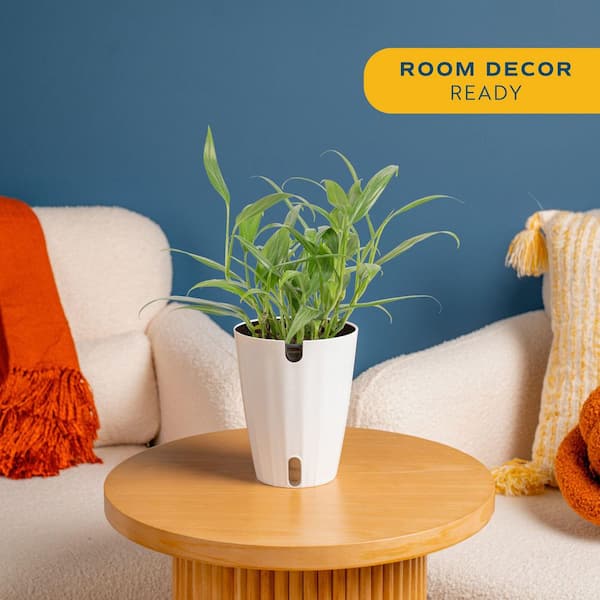 Silver Streak Indoor Plant in 6 in. Self-Watering Planter, Avg. Shipping Height 1-2 ft. Tall