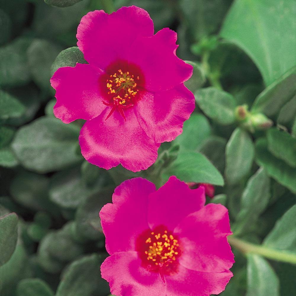 altman-plants-annual-flowers-