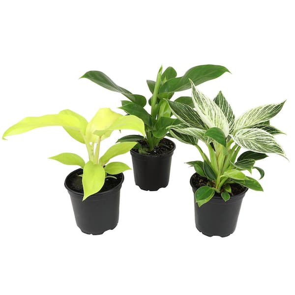 Clean Air Philodendron Plant (3-Pack), Easy Live Indoor Plants, Approx. 9 in. Tall, Real Houseplants, 4.25 in. Pots