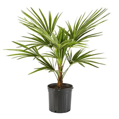 14 in. Windmill Palm Tree with Beautiful Green Fronds
