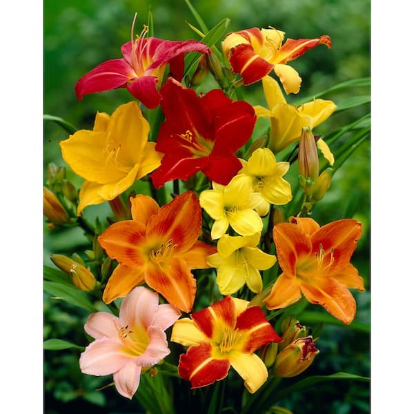Bloomsz Daylily Mixed (5-Pack)