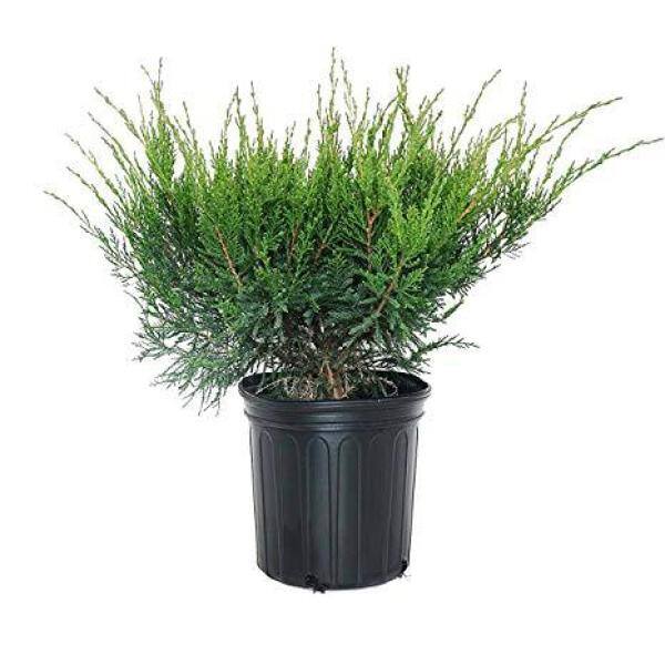 Online Orchards 1 Gal. Sea Green Juniper Shrub Fountain Shaped Foliage ...