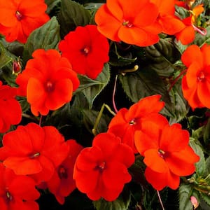 1 Qt. Compact Orange SunPatiens Impatiens Outdoor Annual Plant with Orange Flowers (5-Pack)