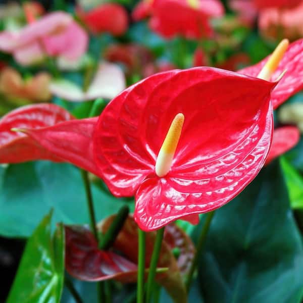 Lace Leaf Anthurium Fire Glow Plant in 6 in. Grower Container