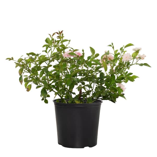 national PLANT NETWORK 2 Gal. Fairy Rose with Pink Blooms
