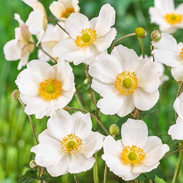Spring Hill Nurseries White Flowering Perennials Honorine Jobert Japanese Anemone Multi-Pack, Live Bareroot Plant (3-Pack)
