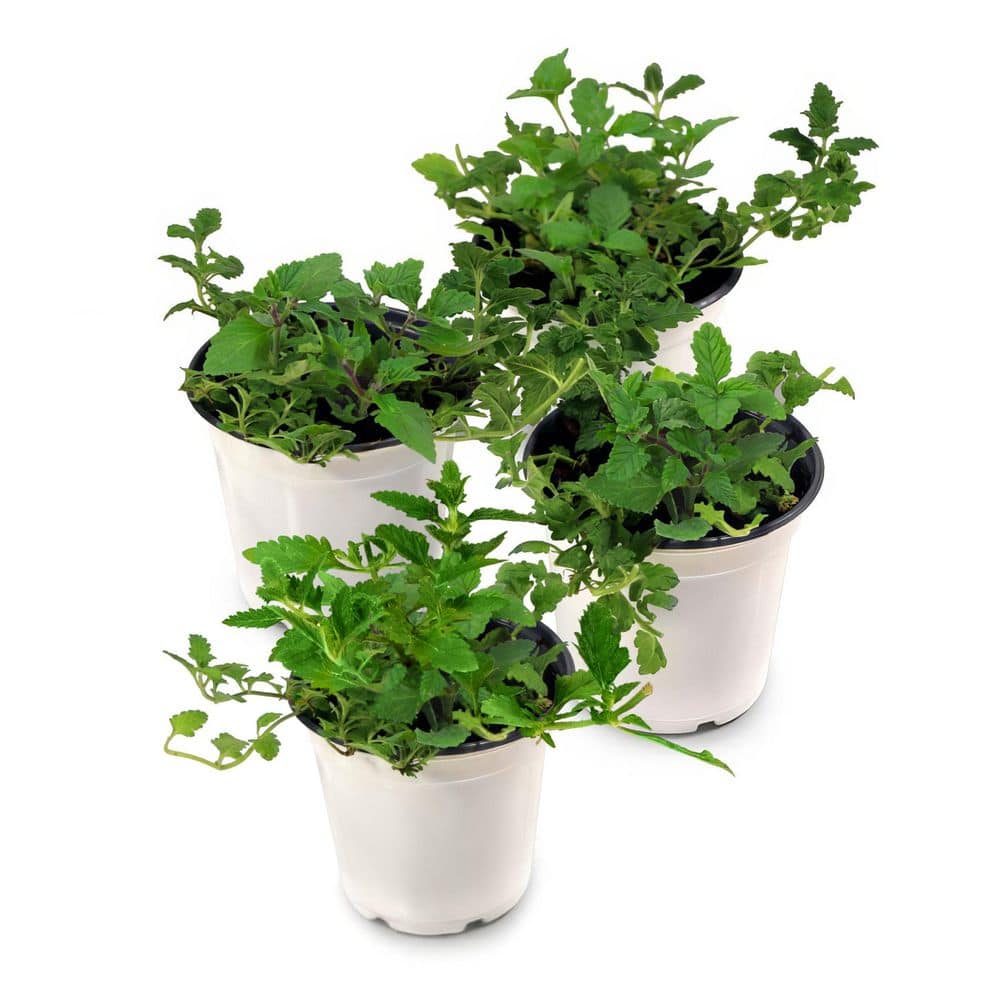 4 in. EnduraScape Purple Bloom Verbena Plant (16-Pack) price history on PriceWatchPro